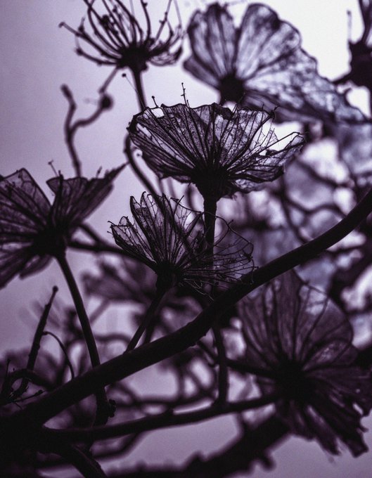 An artistic silhouette photograph of delicate, lacy flowers against a pale purple-tinted background.