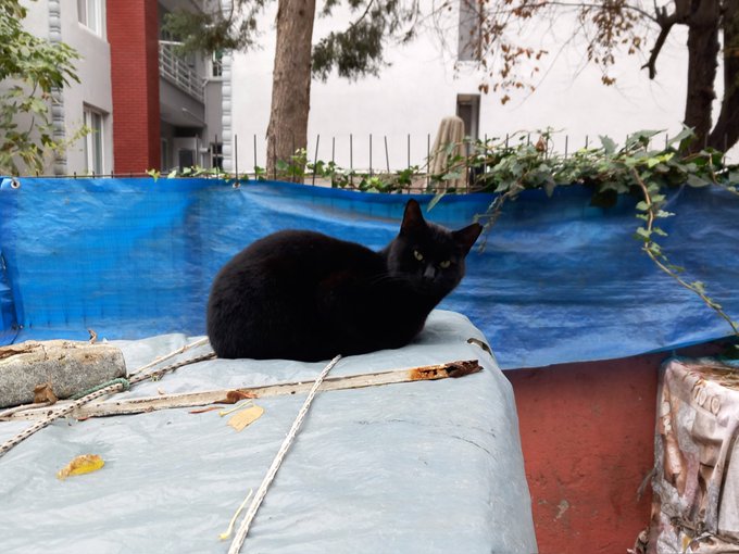 A black cat with yellow eyes sits on a tarp-covered surface in what appears to be an outdoor courtyard or construction area, with a building and trees visible in the background.