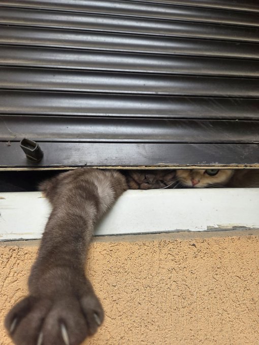 A cat peeks out from under a partially raised metal roller shutter, with its paw dangling down against a wall.