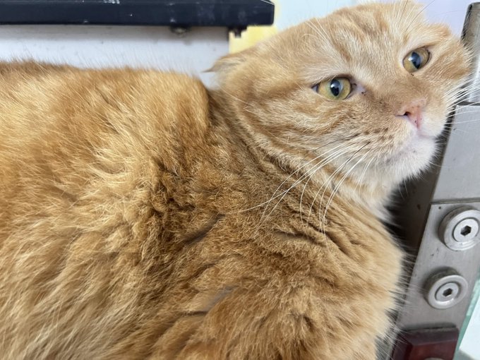 The image features a cat with orange fur lying down next to a metal railing or gate. The cat appears to be looking up at something above its head, possibly observing an event or object of interest. The background of the photo is blurred, drawing attention to the cat and creating a sense of depth in the scene.