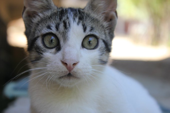 A close-up portrait of a white and grey tabby cat with green eyes staring directly at the camera.