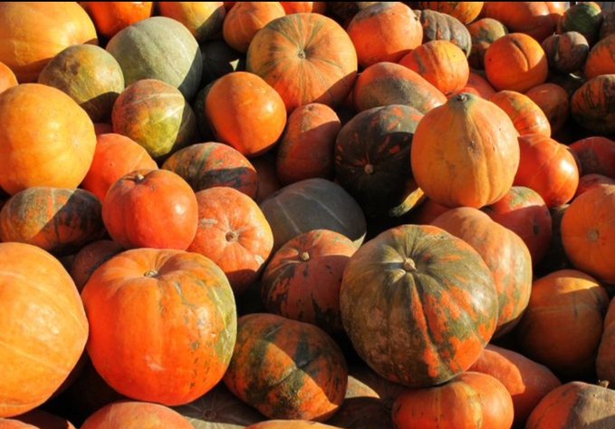 A pile of orange pumpkins and squash with varying shades of green, fitting the theme of "Share your Orange photos" by showcasing the vibrant orange hues of the harvest gourds.