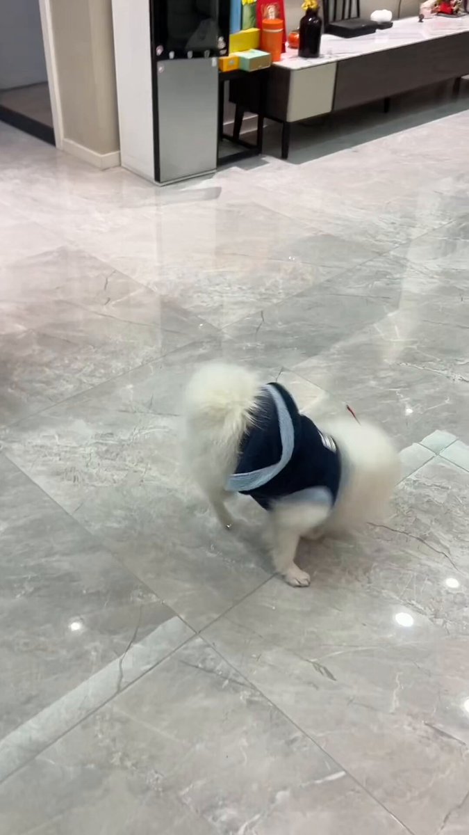 The image features a small white dog wearing a blue vest walking across a marble floor. The background of the image shows a hallway with a refrigerator visible behind the dog, as well as a chair located near the center of the scene. There are also two bottles present in the room - one on the left side and another closer to the right edge of the frame.