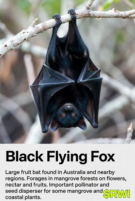 Infographic photo of a black flying fox bat hanging upside down from a branch, labeled "Black Flying Fox" with descriptive text and a "$RWI" logo.