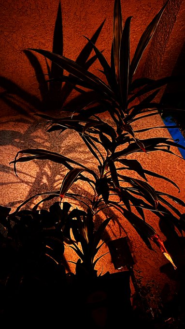 A nighttime photograph of a potted plant with long leaves casting dramatic shadows on an orange-red textured wall.