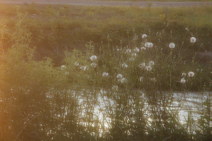 A scenic view of wild plants and dandelions growing near a body of water, illuminated by warm golden sunlight, likely during sunrise or sunset.