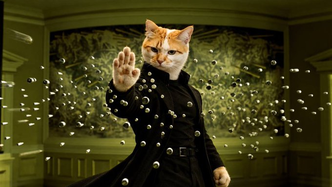 An orange cat's face is composited onto a suited figure holding up a hand as if stopping silver bullets, parodying The Matrix's bullet-dodging scene.