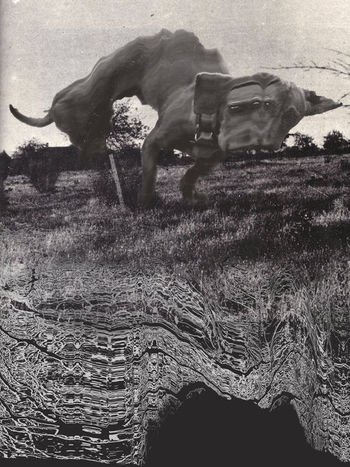 A surreal, black-and-white artistic photograph featuring a bull wearing a backpack in a field, with the lower half of the image distorted into wavy, liquid-like reflections.