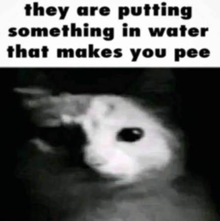 A grainy black-and-white image of a dog with wide eyes, accompanied by the text 'they are putting something in water that makes you pee'.