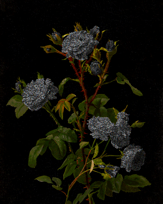 A digital artwork or 3D rendering of a rose plant with dark green leaves and deep blue, textured roses against a black background.