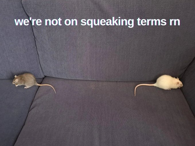 Two mice sit at opposite ends of a dark couch with text overlaid reading 'we're not on squeaking terms rn'.
