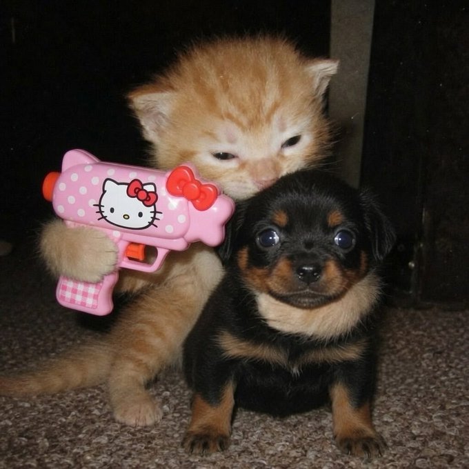 An orange tabby kitten holding a pink Hello Kitty water gun rests on the head of a black and tan puppy. The two young animals pose together on a carpeted floor.
