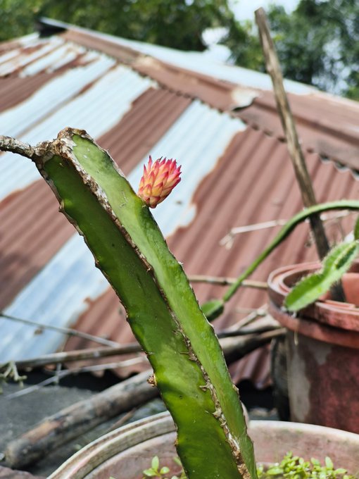 The image features a cactus plant with a single flower blooming at its top, situated near a red-roofed building. The photo captures the beauty of nature juxtaposed against an urban setting. The caption above the image reads "Good morning. Waking up to see what @useTria and @NomismaNetwork are building makes these early mornings feel a lot better. There's something special about watching a real vision come together while most of the world is still asleep". This message highlights the importance of appreciating the small moments in life, like the blooming flower on the cactus plant, as they bring joy and inspiration to our daily routines.