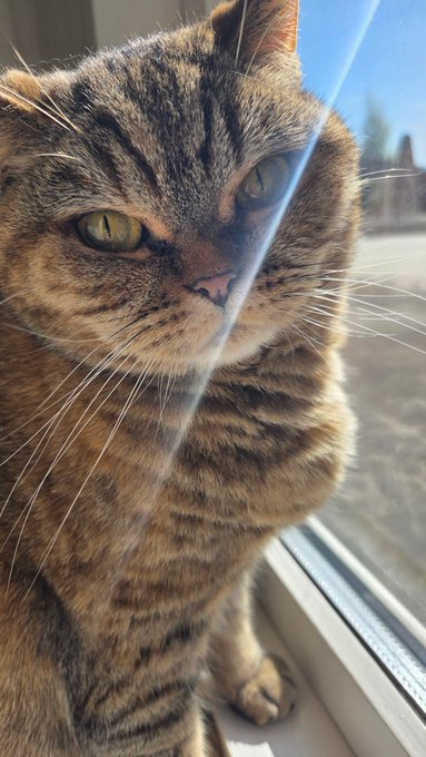 A close-up photograph of a brown tabby cat sitting by a sunlit window.