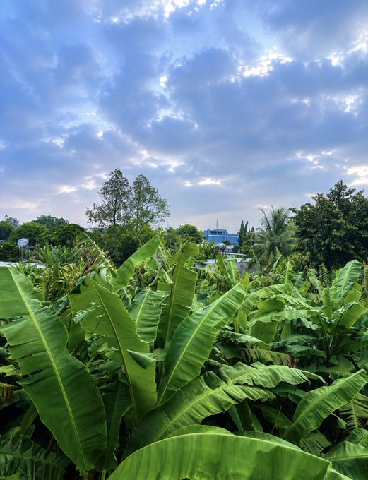 An outdoor view of lush green banana leaves in the foreground with a partly cloudy blue sky and trees in the background.