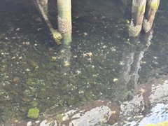 Clear shallow water reveals a rocky, pebbled bottom with the legs of a person standing in the water.