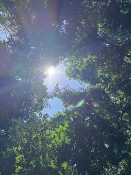 A view looking up through green tree branches at a bright sun in a blue sky, creating a sun flare effect.