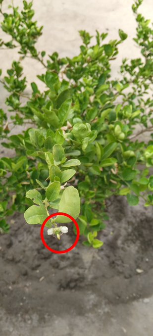A close-up of a small green shrub with a white flower circled in red at the bottom of the plant.