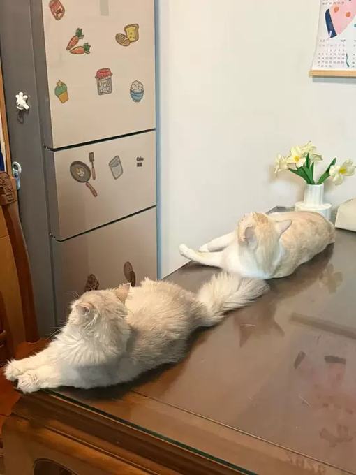 Two fluffy cream-colored cats lounging on a wooden table next to a refrigerator decorated with food-themed magnets, with white flowers visible in the background.
