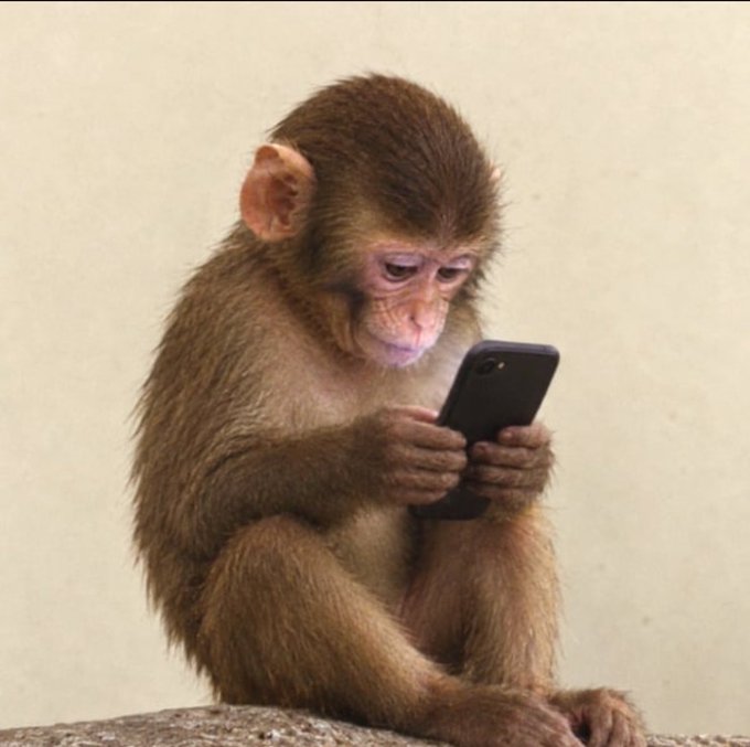 A photograph of a young monkey sitting on a rock intently looking at and holding a black smartphone with both hands against a plain light-colored background.