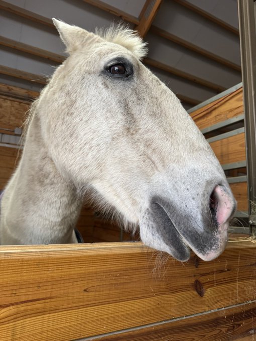 A close-up photo captures the head of a light-colored horse peering over a wooden stall door inside a barn.