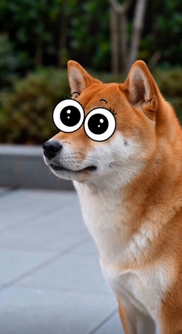 A Shiba Inu dog has been edited to have oversized cartoon eyes, giving it a wide-eyed, humorous appearance.