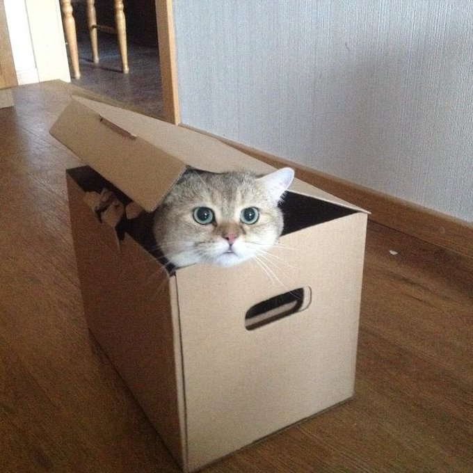 A curious gray and white tabby cat peeking its head out from the top of a brown cardboard box on a wooden floor.