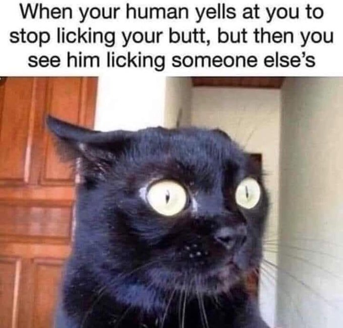 A humorous meme featuring a wide-eyed black cat with the caption: 'When your human yells at you to stop licking your butt, but then you see him licking someone else's.'