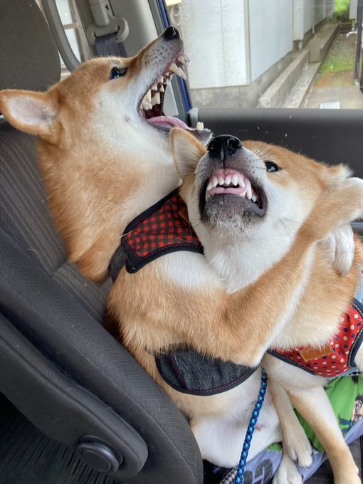 Two Shiba Inus sit together in a car, mouths open in dramatic expressions that look like a worshipful plea, perfectly capturing the "#WorshipShibaInu" humor with one appearing to lean back and howl while the other bares its teeth in a comedic grimace.