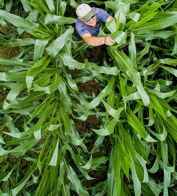 An aerial view shows a man wearing a white cap and sunglasses, partially hidden among tall, vibrant green corn plants in a field.