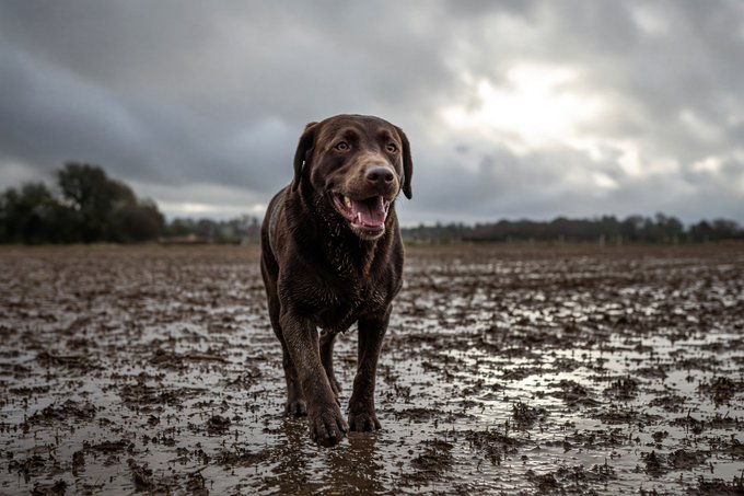 A chocolate Labrador retriever walks through a muddy field under a cloudy sky, looking toward the camera.