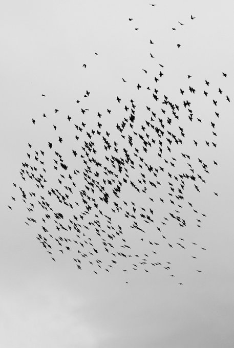 A large flock of black birds flying in a loose formation against an overcast, gray sky.