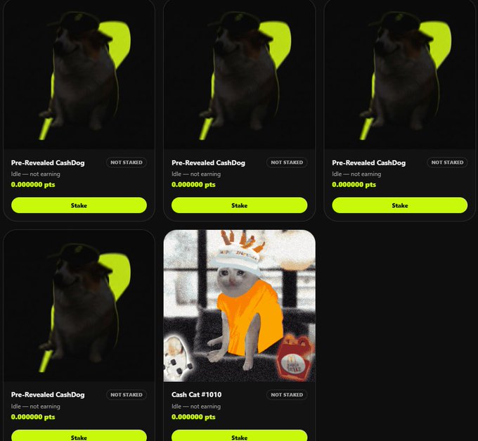 The image displays a grid of NFT collection cards featuring four "Pre-Revealed CashDog" entries and one "Cash Cat #1010," each marked "NOT STAKED" with 0.000000 pts earnings and a yellow "Stake" button, illustrating the staking opportunity mentioned in the post where holders can earn daily points by staking their Cash Dog or Cash Cat NFTs to eventually exchange for $CASHDOGS.