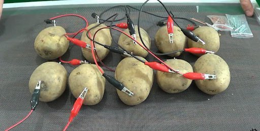 A science experiment with eight potatoes connected by red and black alligator clip wires on a table, likely demonstrating a potato battery.