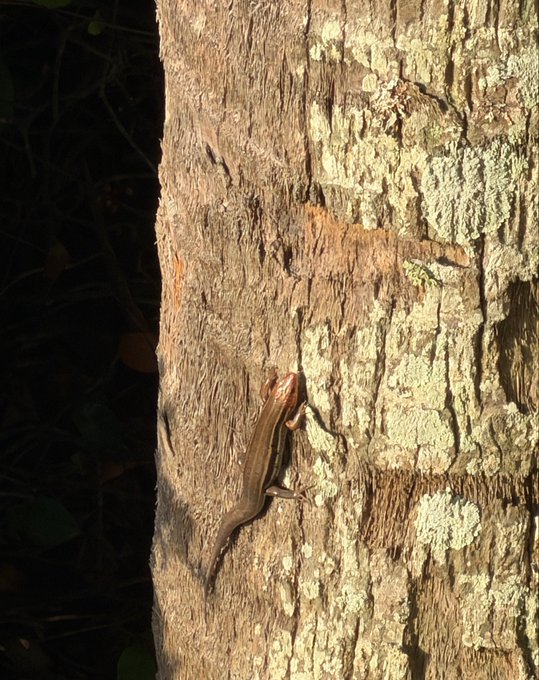 A photograph of a small brown lizard clinging to the rough, lichen-covered bark of a tree trunk in natural lighting.