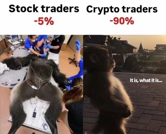 A meme comparing 'Stock traders -5%' showing a gorilla receiving medical treatment, versus 'Crypto traders -90%' showing a gorilla sitting calmly with the text 'It is what it is...'