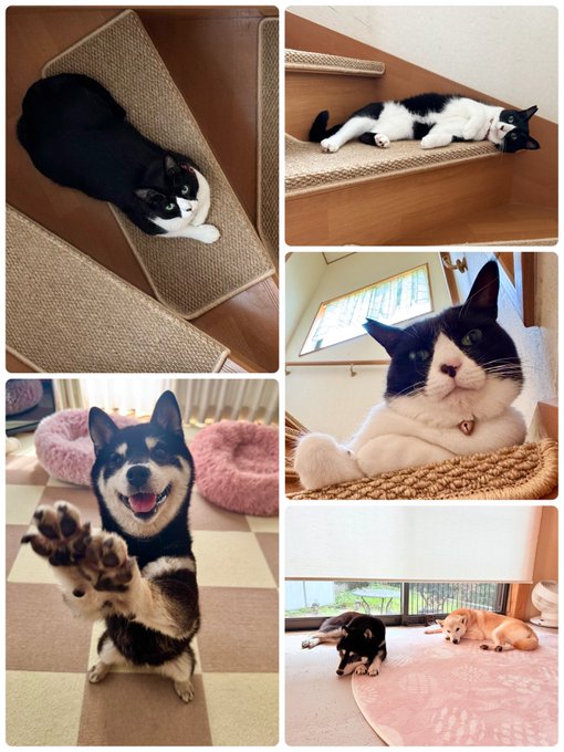 A collage showcases Onigiri-kun, a black-and-white tuxedo cat, lounging on carpeted stairs and posing cheekily, alongside snapshots of a smiling Shiba Inu and two other cats relaxing in a sunny room—picturing the cozy "kaboji" (three cats and a dog) family referenced in the post celebrating the $ONIGIRI memecoin launch.