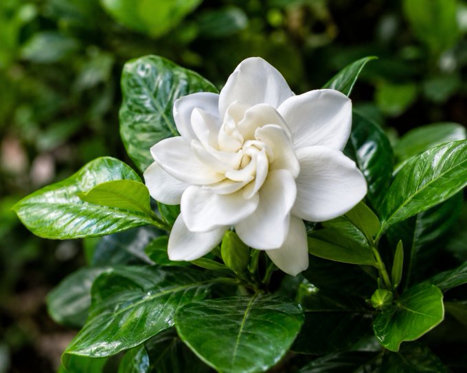A close-up photograph of a blooming white gardenia flower surrounded by glossy green leaves.