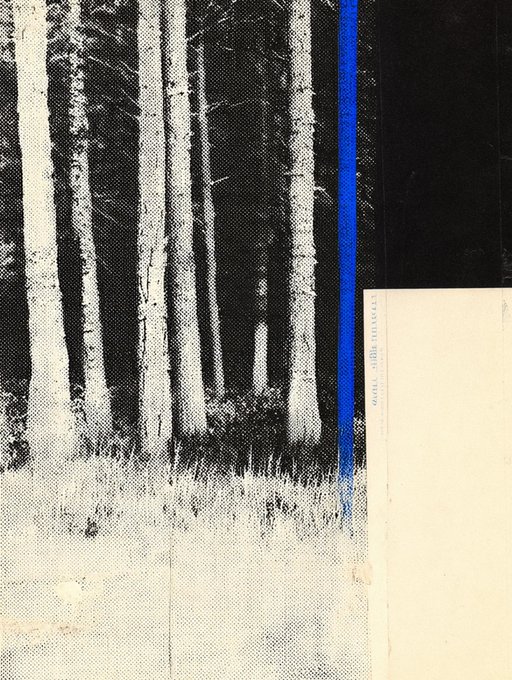 A black and white photograph of a forest with tall, thin trees is overlaid with a vertical blue line and a blank white rectangle in the bottom right corner.