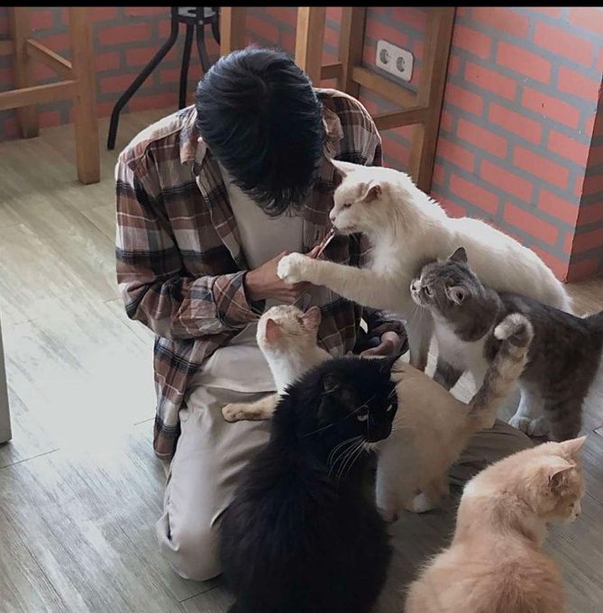 A person wearing a plaid shirt sits on the floor, surrounded by a group of five cats of various colors, including a black long-haired cat and a cream-colored cat being petted.