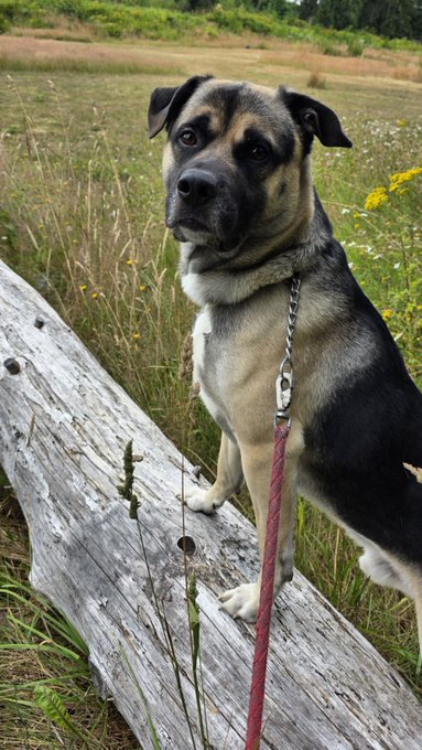 A black and tan dog with a red leash stands behind a weathered log in a grassy field, looking directly at the camera.