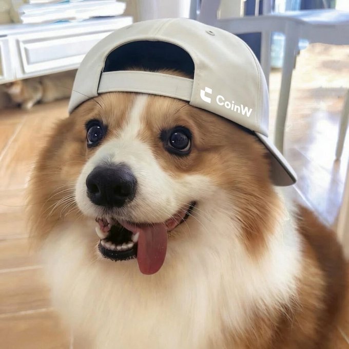 Close-up photo of a happy Corgi dog wearing a beige backwards cap with the 'CoinW' cryptocurrency exchange logo on it.