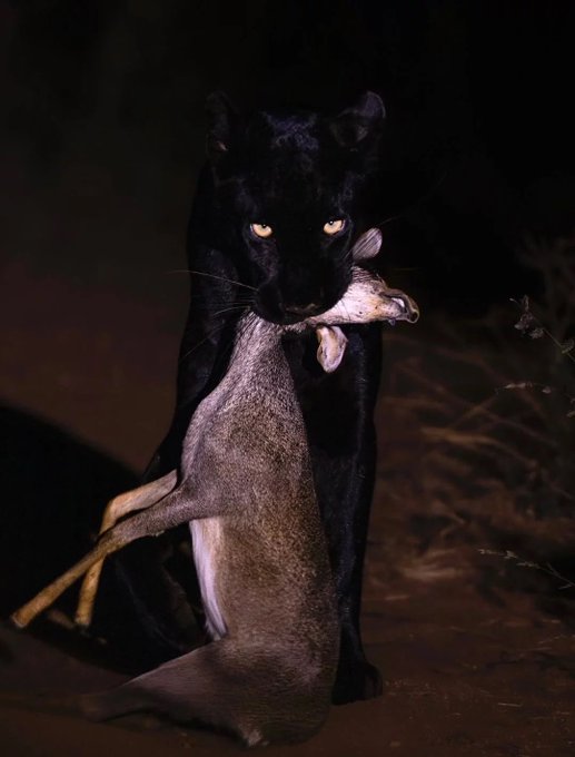 A dramatic nighttime photograph shows a black panther carrying a small antelope in its mouth, with the panther's yellow eyes glowing in the dark.