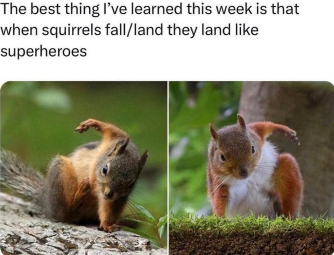 A humorous post with text reading "The best thing I've learned this week is that when squirrels fall/land they land like superheroes," accompanied by two photos of squirrels in superman-like flying poses.