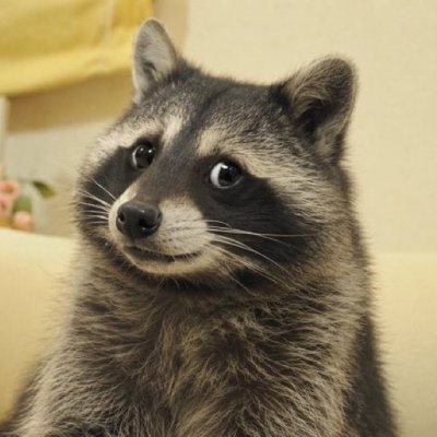 A close-up of a raccoon with expressive eyes looking up, fitting perfectly with the post's theme of animal meme coins like $MANYU, $KORI, $BERT, and $MOODENG that pumped hard during their early hype phases.
