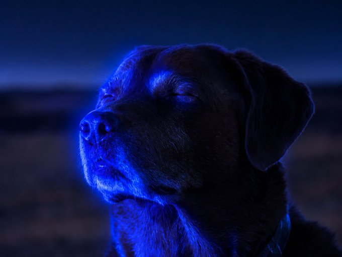 A black dog is bathed in vivid blue light, its eyes peacefully closed in a moment of calm. The serene pose perfectly matches the post's gentle invitation to "close ur eyes and let it happen."