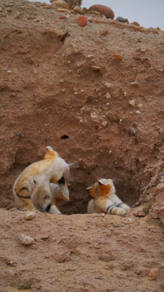 The image features two sand cats, one white with orange spots and another tan cat sitting inside a hole in the dirt. They are both looking at each other from opposite sides of the hole. The caption "SAND CAT" suggests that this is likely an image or description about sand cats, possibly related to their natural habitat or behavior.