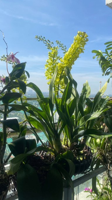 The image features a potted plant with yellow flowers, placed near a glass railing or balcony. The background of the photo shows a cityscape, indicating that this scene takes place in an urban setting. The caption for the image reads "gm ct gm weekend today for relax, world cup and family hope everyone has a great weekend @NomismaNetwork x @useTria x @quipnetwork @TheARCTERMINAL x @sleepagotchi".