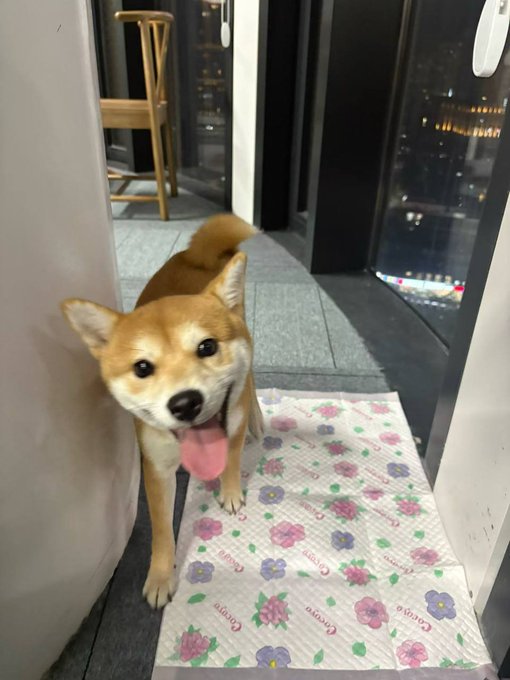 The image features a brown dog standing next to a white door, with its tongue hanging out as if panting from excitement or exhaustion. The dog appears to be looking at the camera, possibly posing for a photo. In the background, there is a window that offers a view of an airplane flying by outside. A chair can also be seen in the room, suggesting that this might be a living space or a common area where people gather and relax.