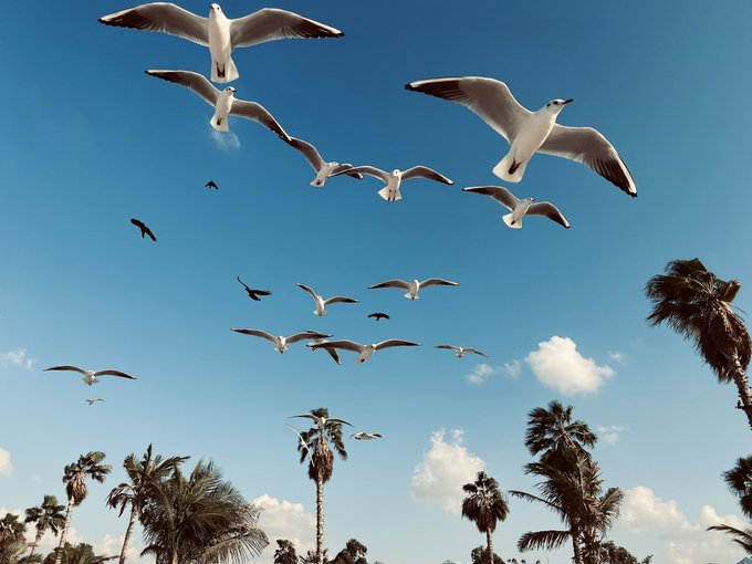 A flock of seagulls flies overhead against a bright blue sky, with palm trees visible at the bottom of the frame.